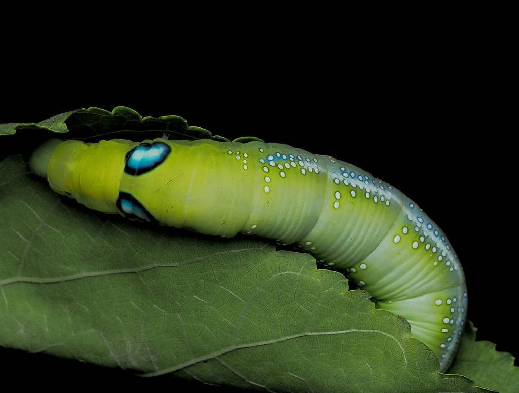 Larva Daphnis nerii