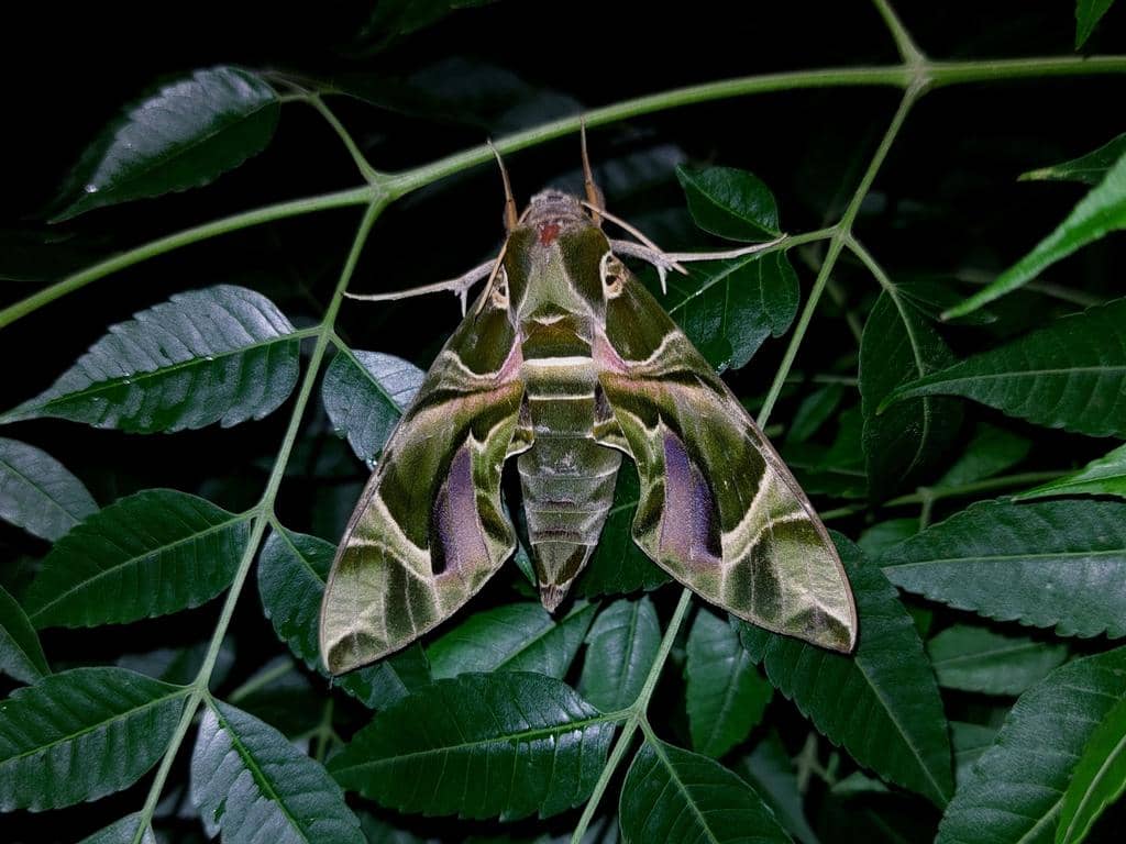 Ngengat Daphnis nerii