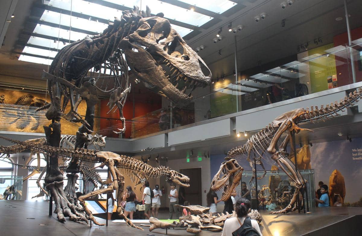 perbedaan ukuran T. rex dan Theropoda lain