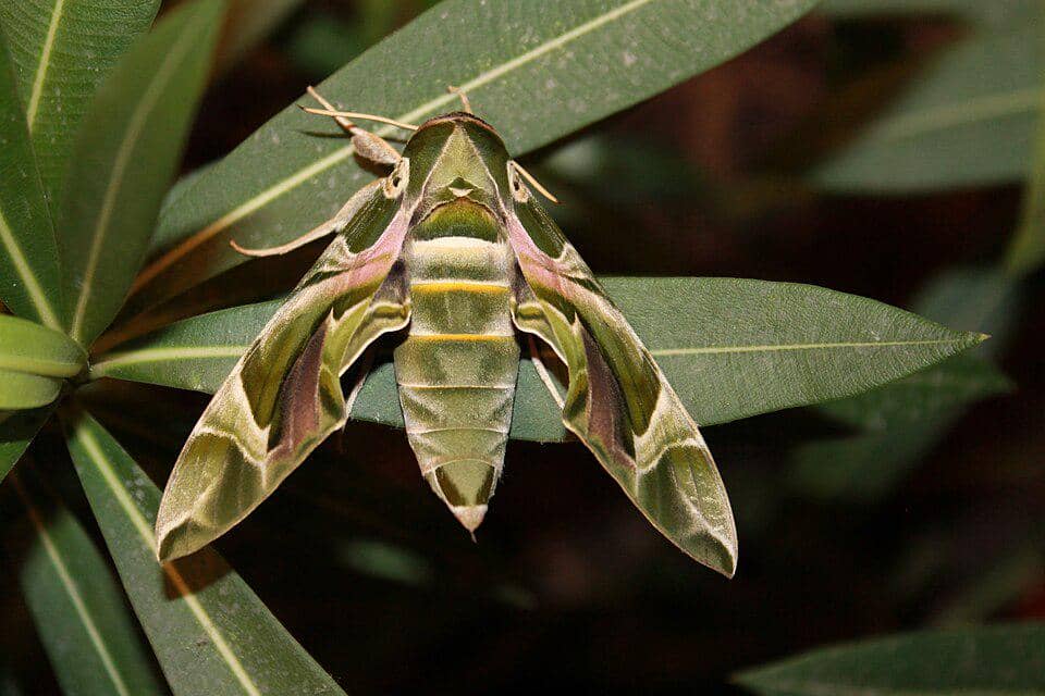 Ngengat Daphnis nerii