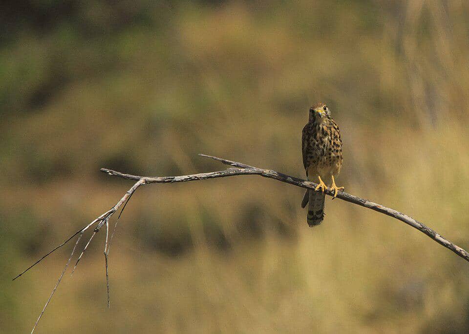 5 Fakta Alap-Alap Sapi, Burung Kecil yang Mampu Membantu Manusia