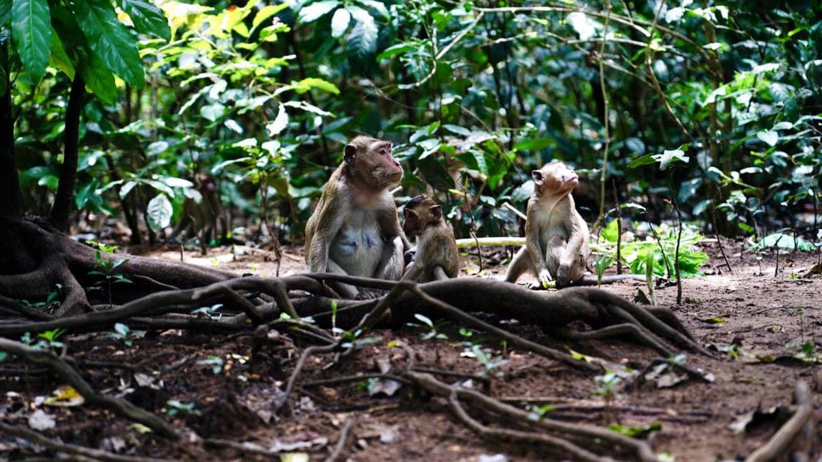 Hutan Kera Nepa di Sampang, Sejarah Pulau Madura Bermula
