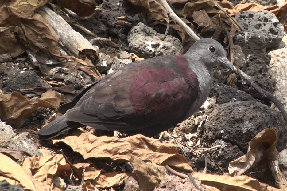 burung marquesan ground dove