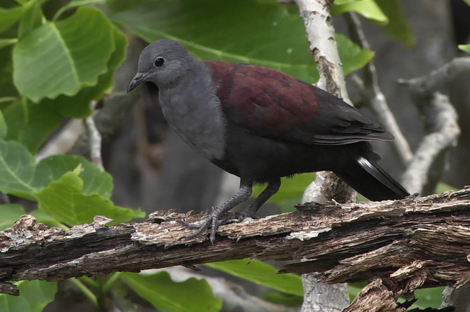 burung marquesan ground dove