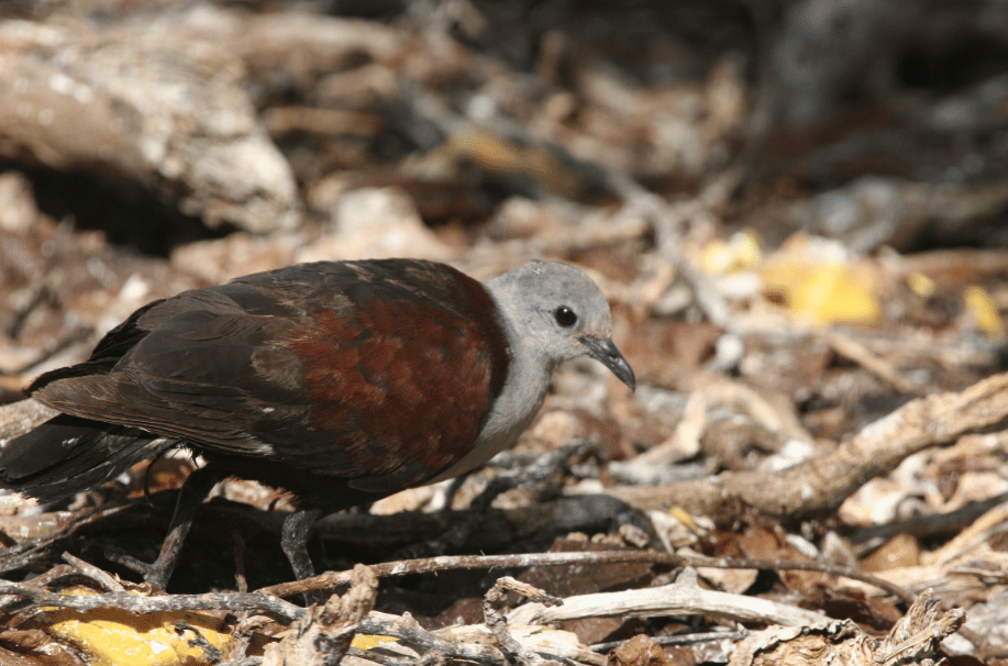 burung marquesan ground dove