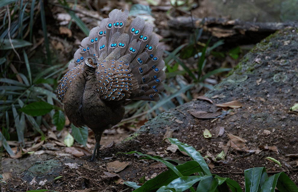 5 Fakta Hainan Peacock Pheasant, Merak China dengan Corak Bulu Eksotis