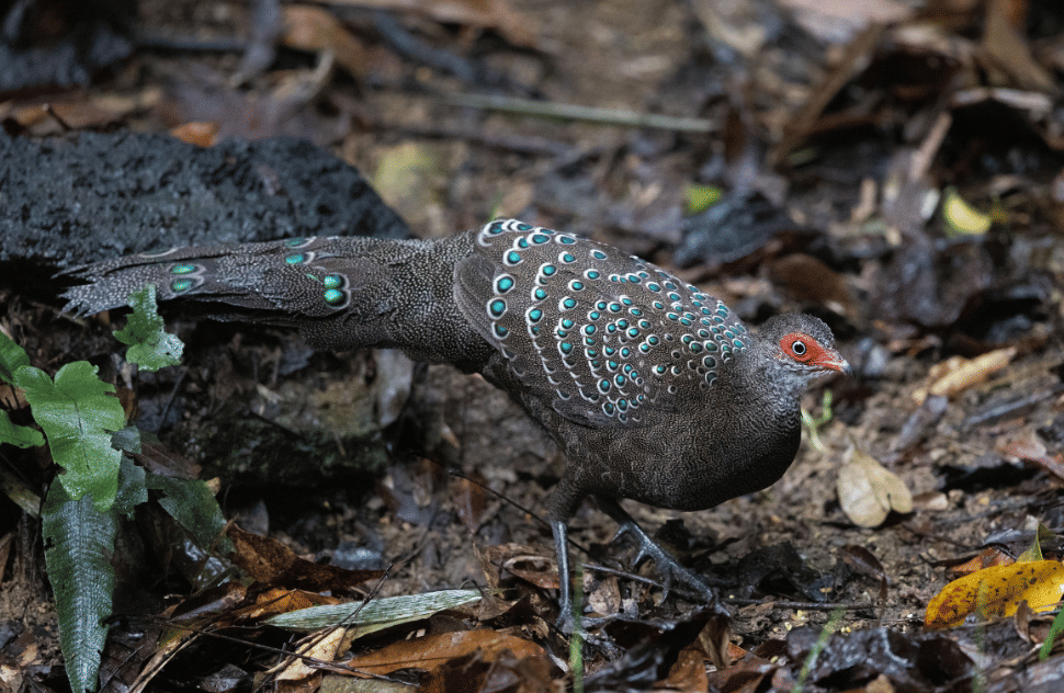 burung hainan peacock pheasant