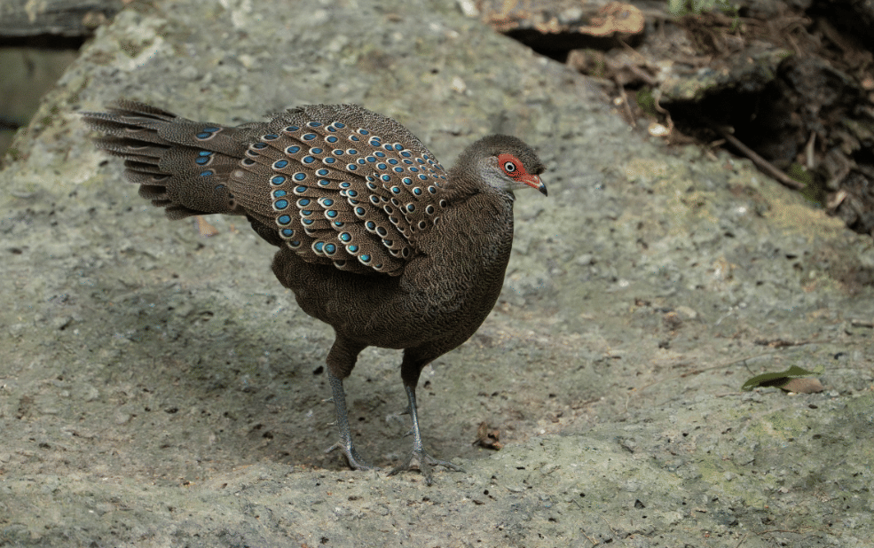 burung hainan peacock pheasant 