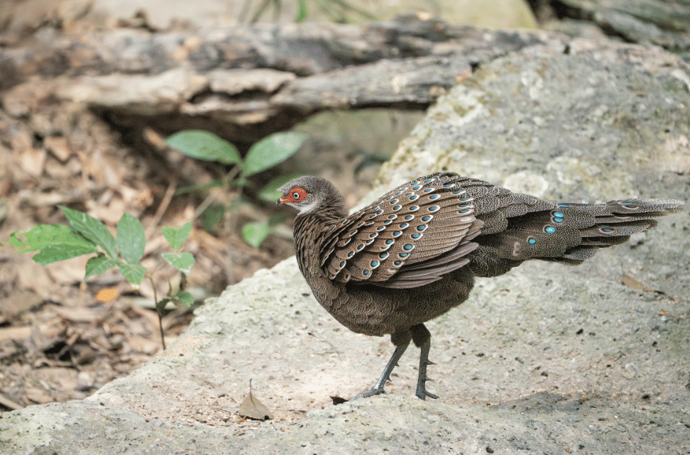 burung hainan peacock pheasant