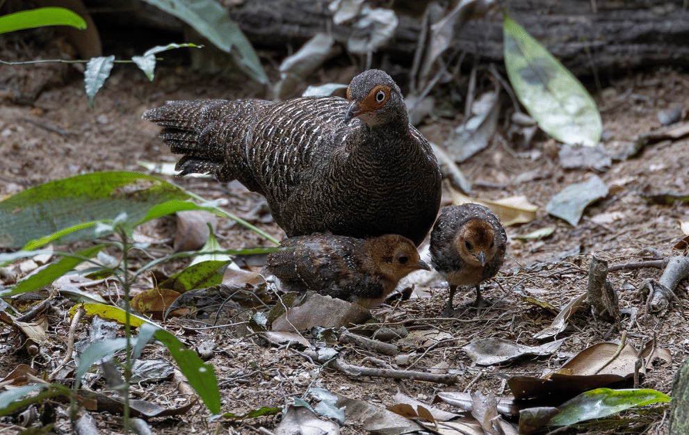 burung hainan peacock pheasant