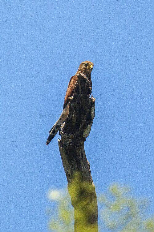 seekor alap-alap sapi bertengger di atas pohon