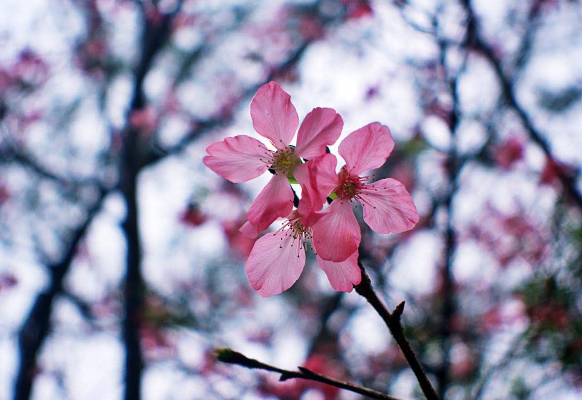 Potret bunga sakura di Taiwan