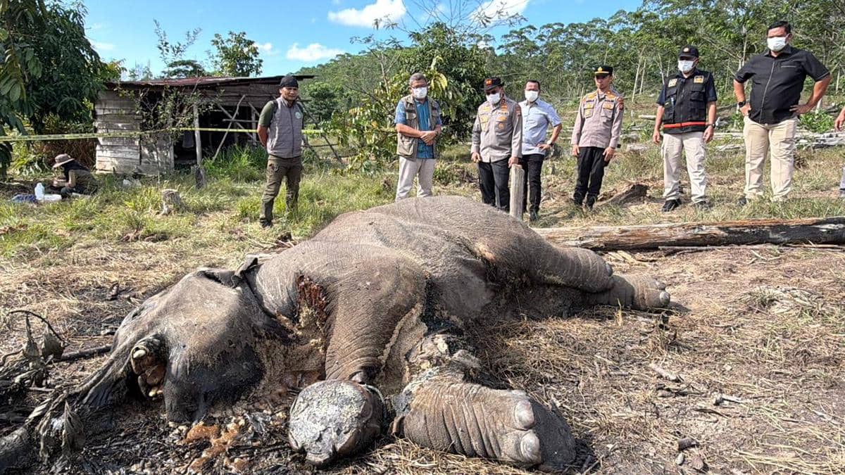 Gajah Sumatra Mati Lagi di Riau, Ada Bekas Jeratan di Kakinya