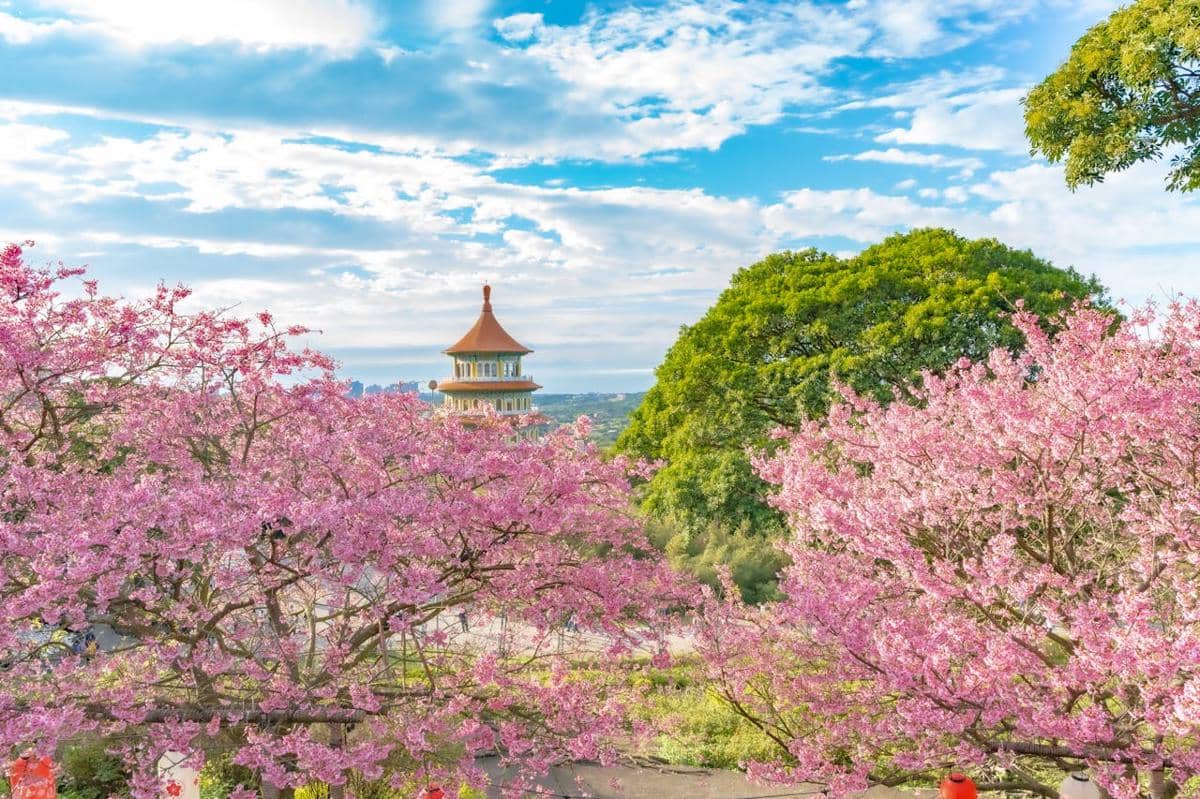 Cantik, Ini 10 Lokasi Melihat Bunga Sakura di Taiwan 2026!