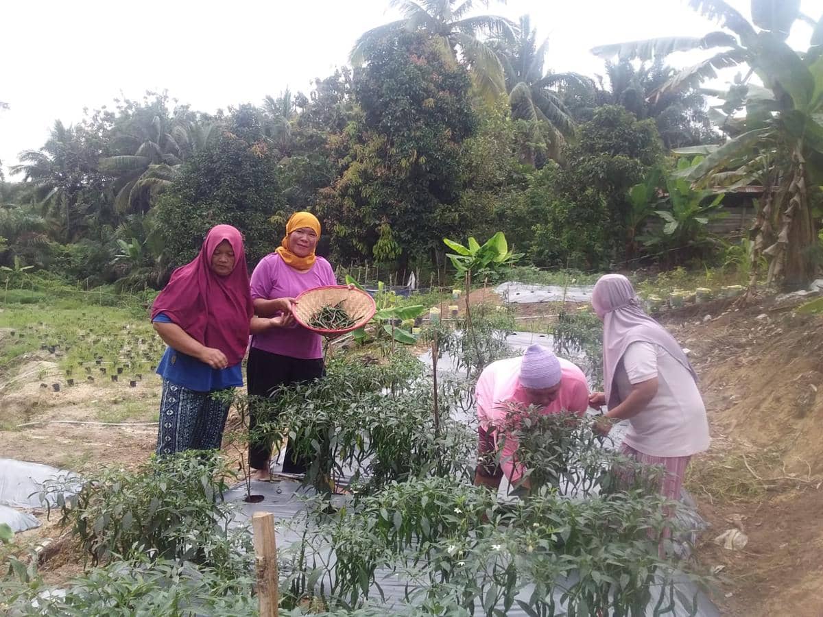 Urban Farming di Desa Tanjung Karangan, Lahat, Sumsel