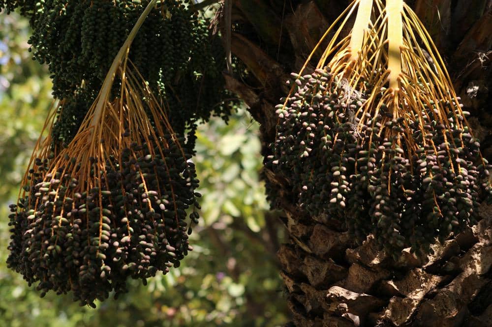 ilustrasi buah kurma yang matang di pohon