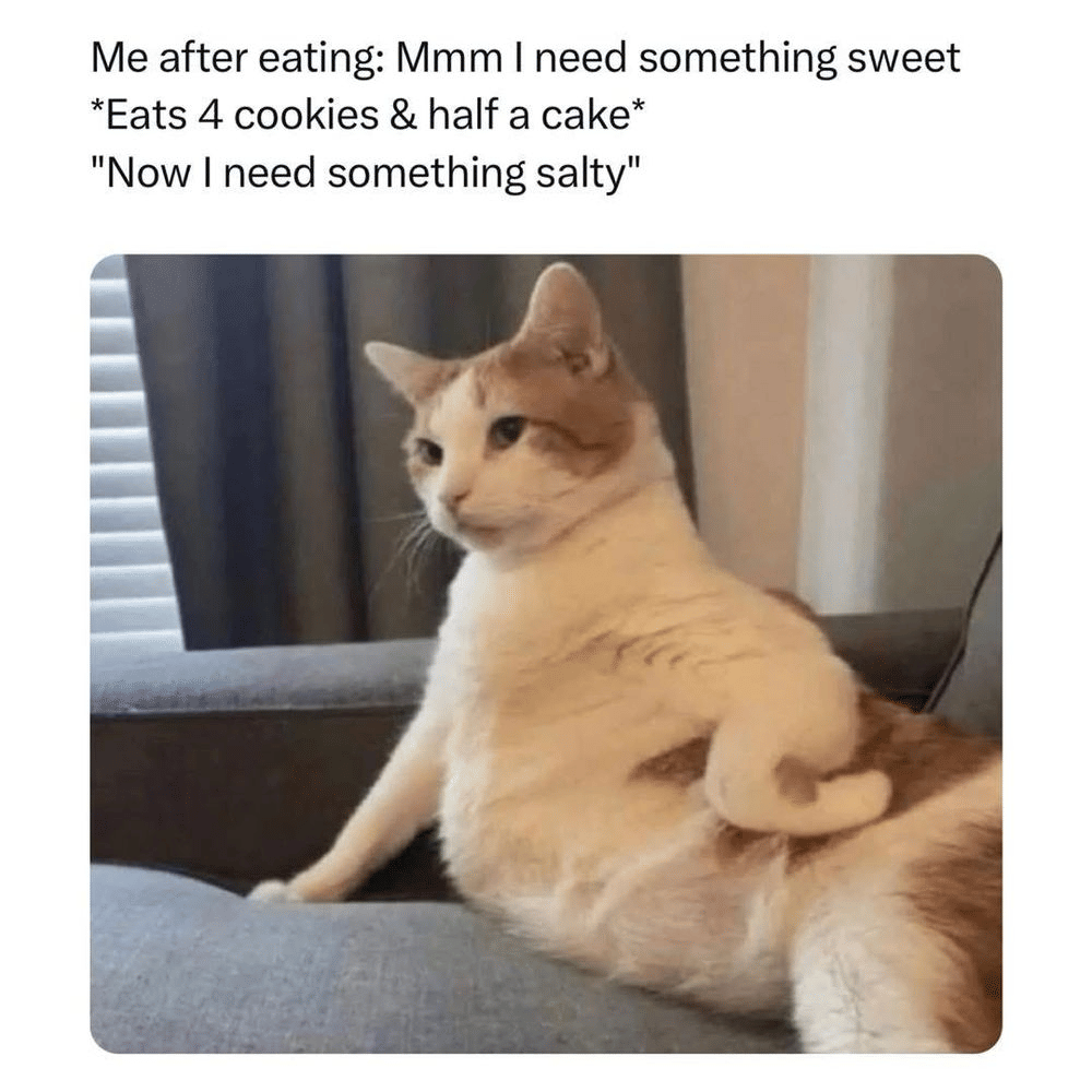 meme kucing tentang kue