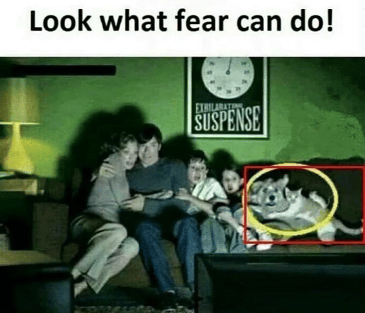 meme kucing tentang ketakutan