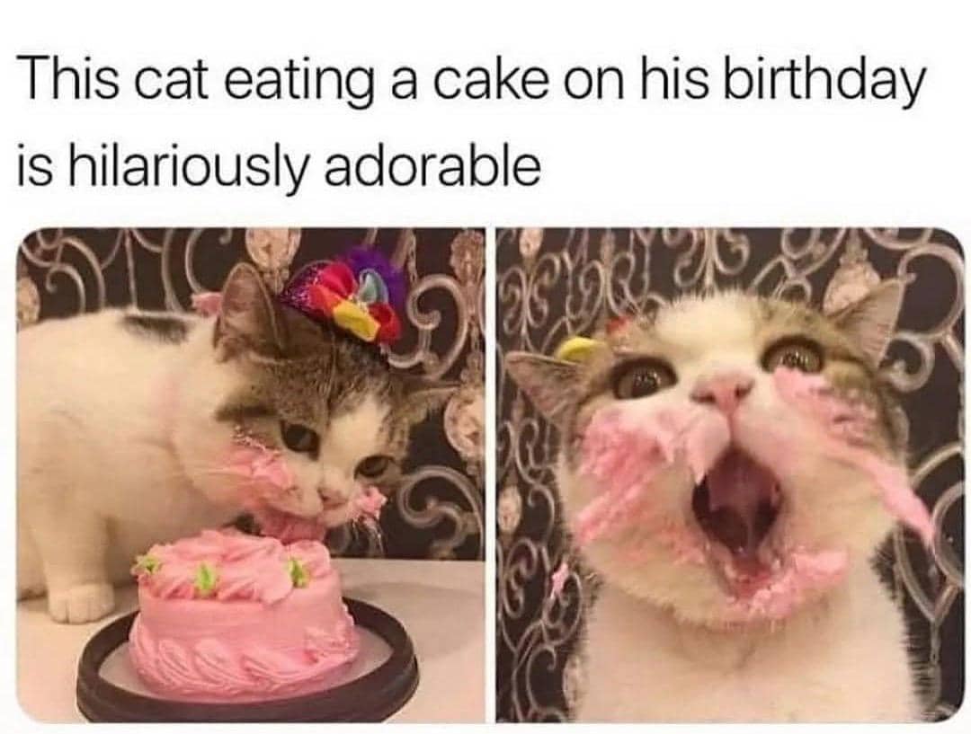 8 Meme Kucing tentang Kue, Ketahuan Lagi Makan Diam-Diam