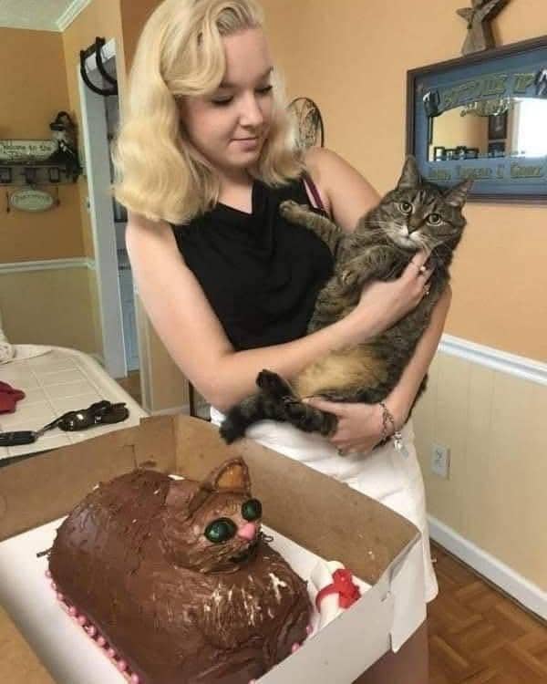 meme kucing tentang kue