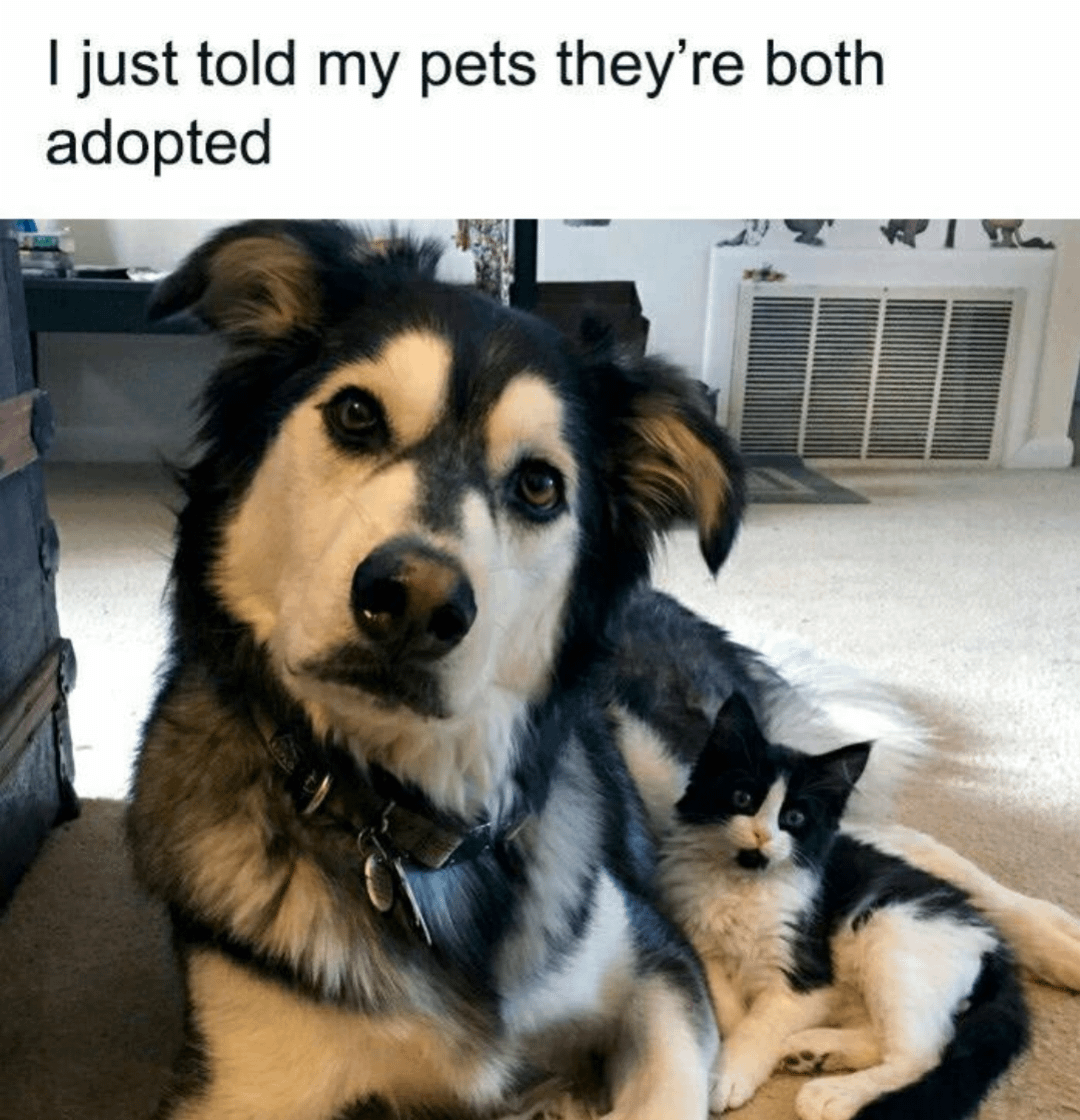 meme adopsi kucing