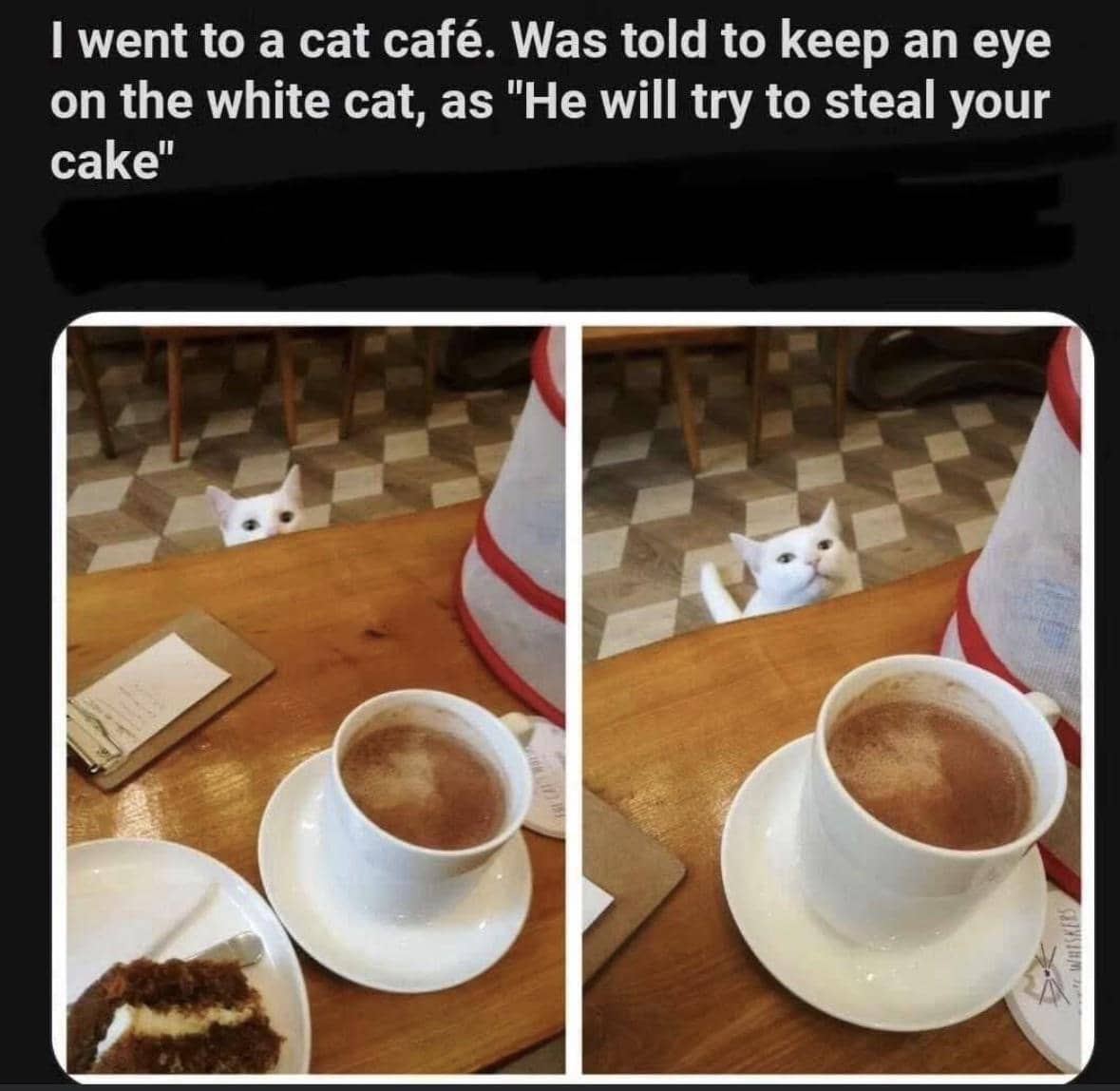 meme kucing tentang kue