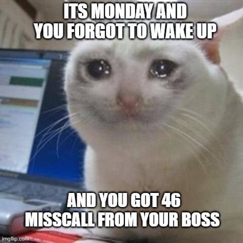 meme kucing tentang ketakutan