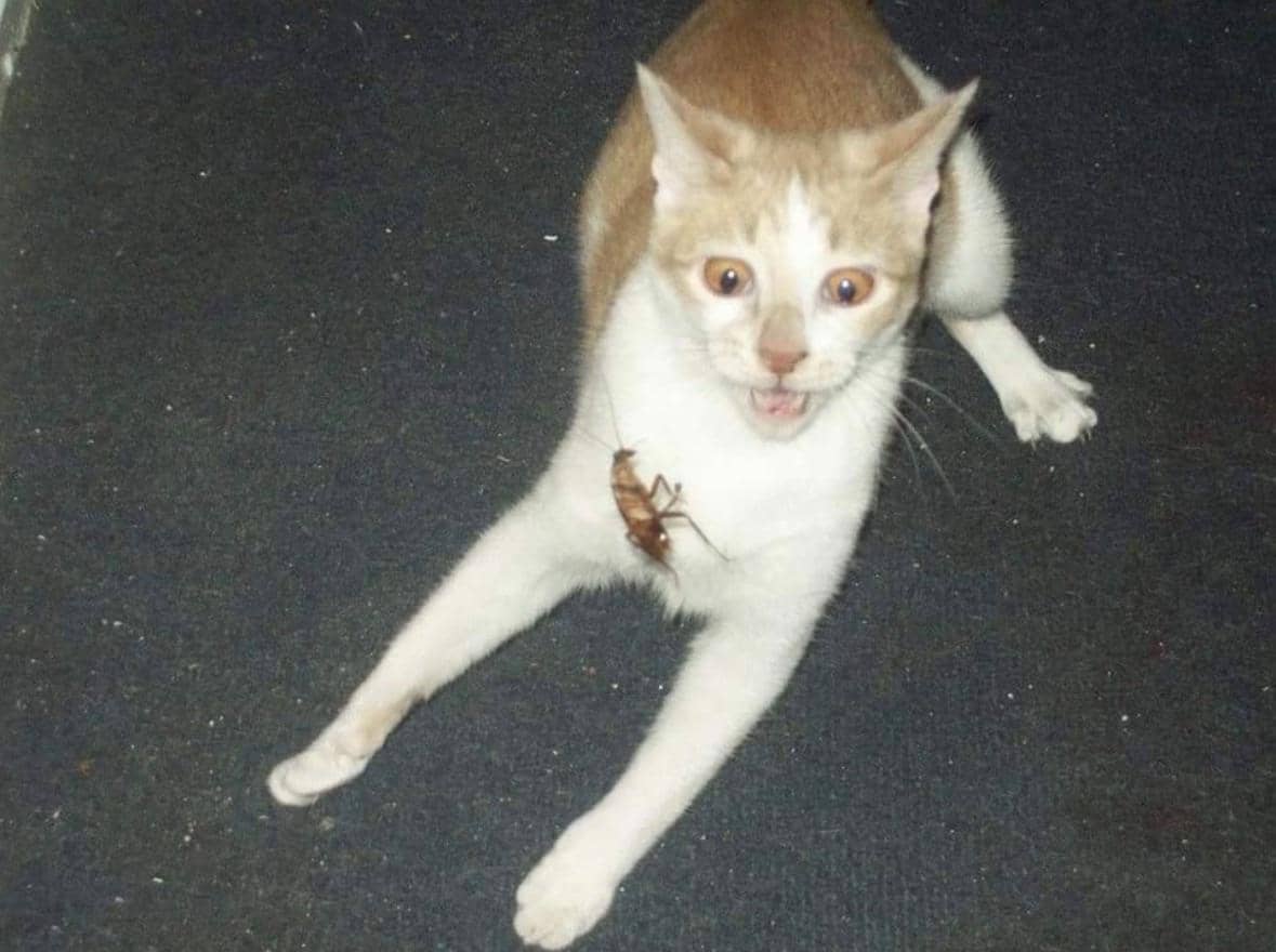 meme kucing tentang ketakutan