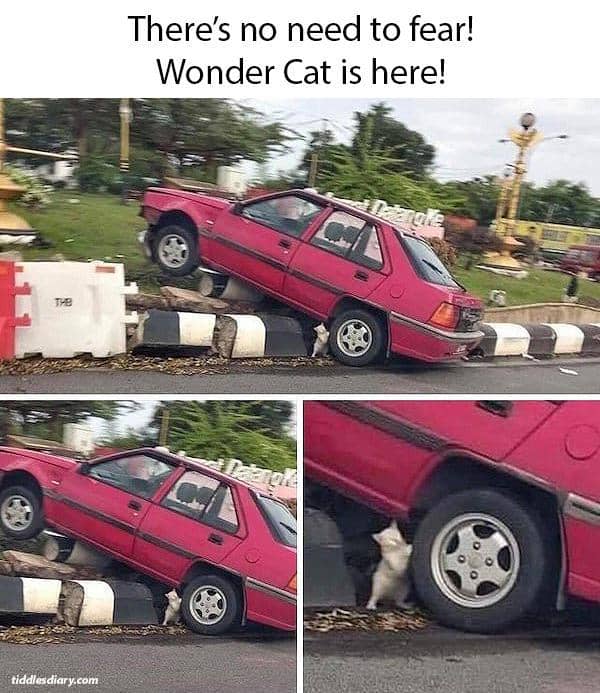 meme kucing tentang ketakutan