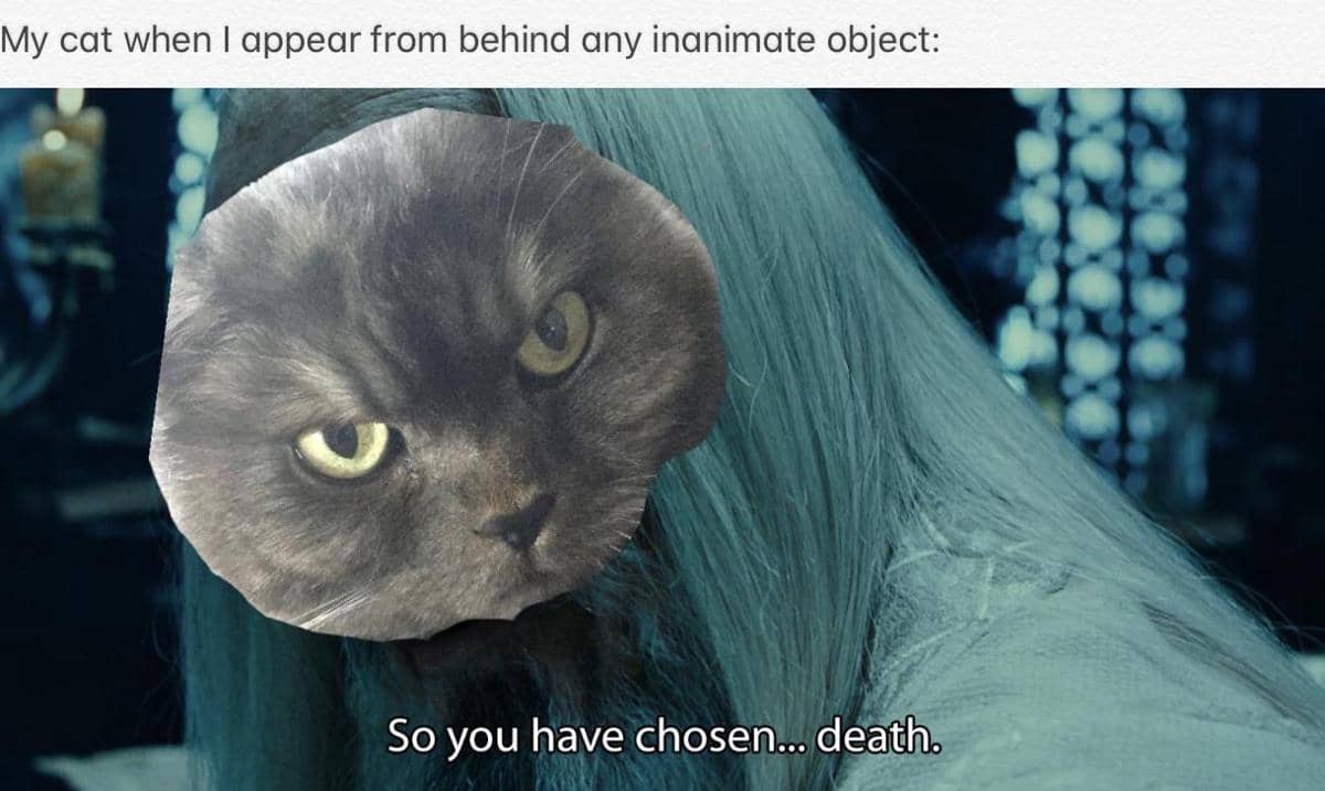 meme kucing tentang ketakutan