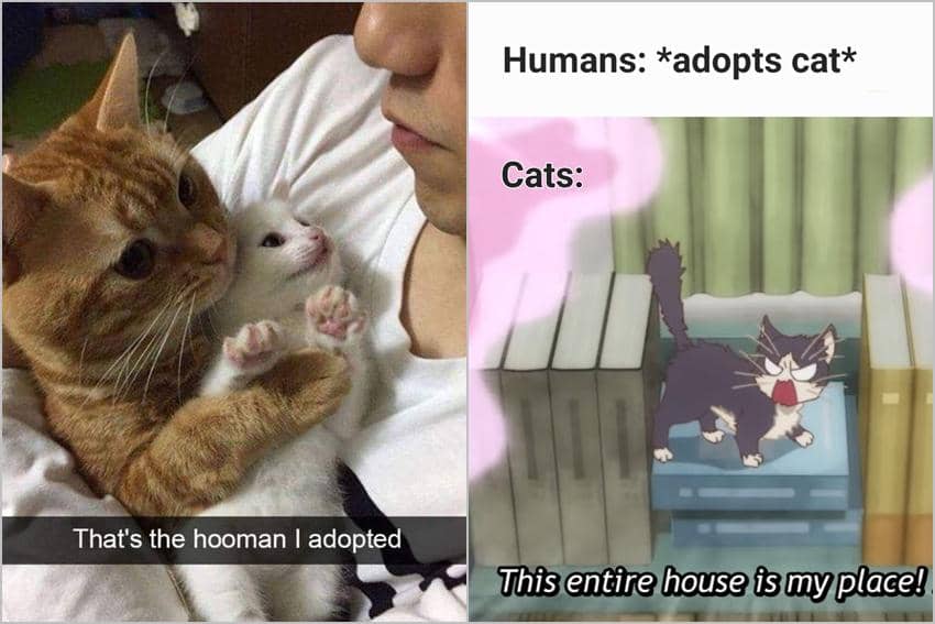 8 Meme Adopsi Kucing, Malah Bawa Anak Baru!