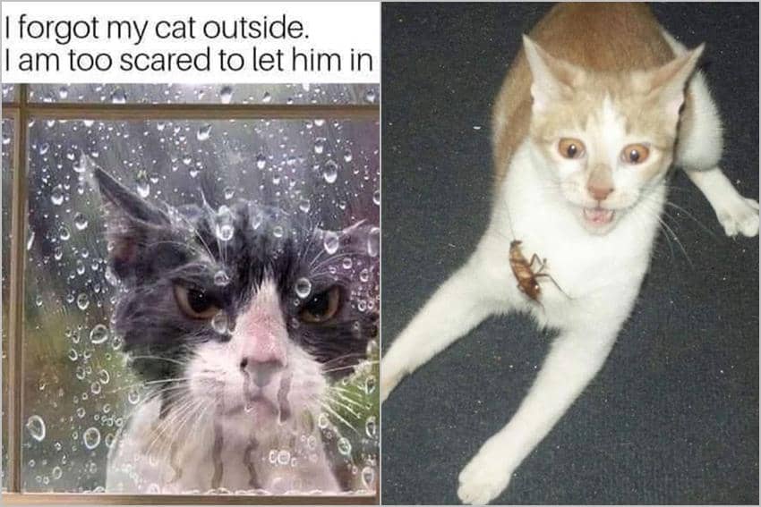 8 Meme Kucing tentang Ketakutan, Ada yang Ngamuk!