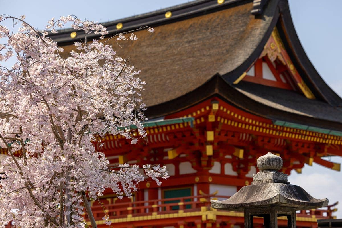 ilustrasi Festival Bunga Sakura di Gunung Fuji 