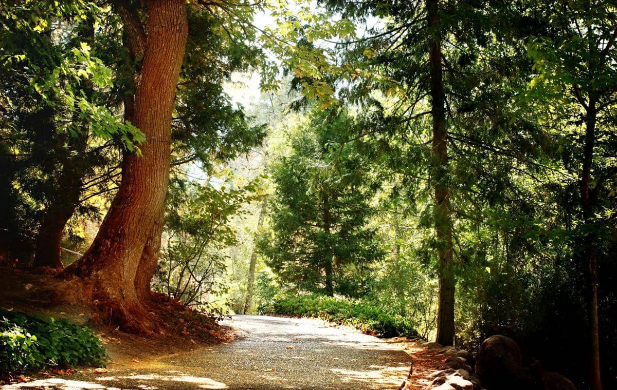 Apa yang Terjadi Jika Semua Hutan di Dunia Hilang?