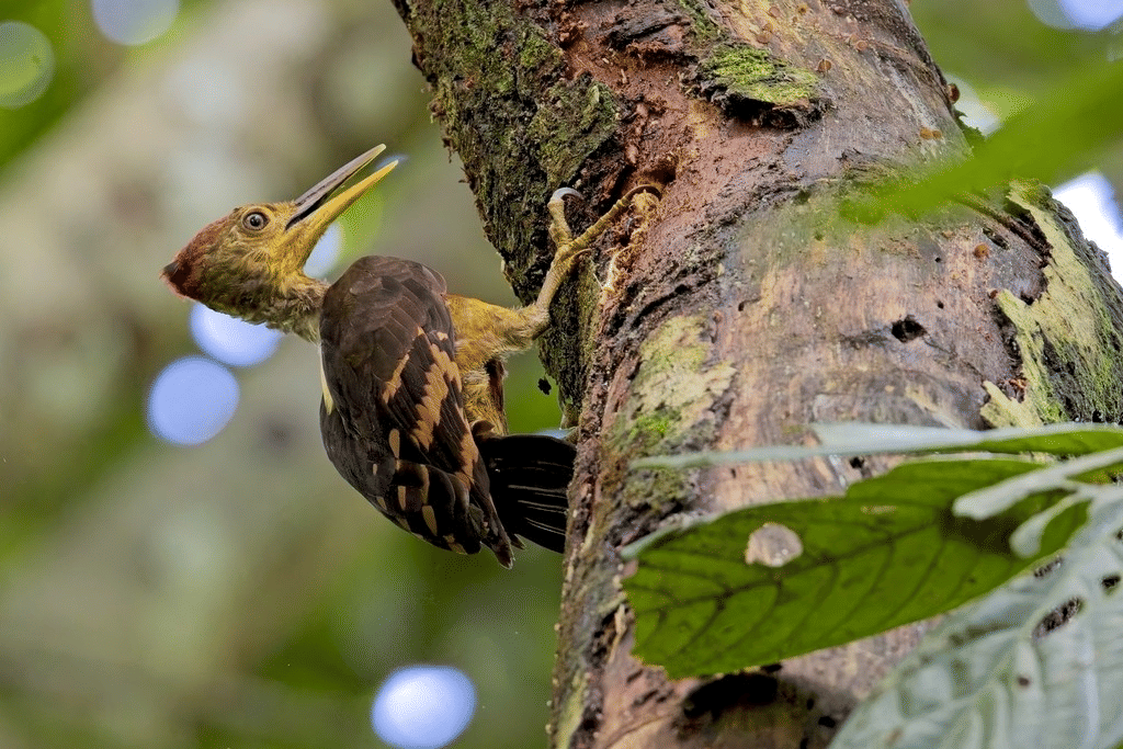 5 Burung Pelatuk Unik Asli Indonesia, Punya Jambul Merah