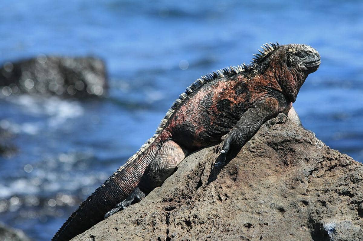 iguana laut