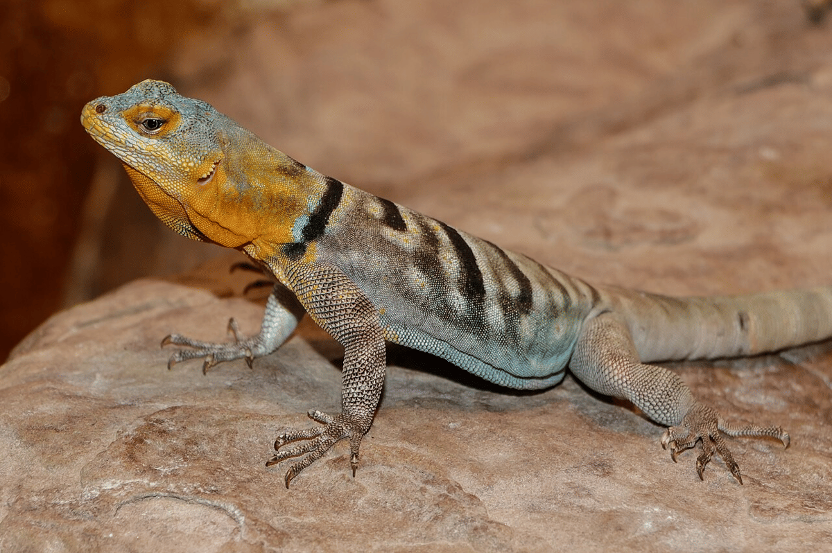 kadal batu biru baja