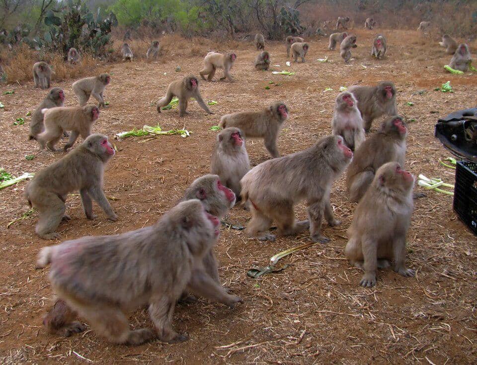 populasi makaka jepang di Texas