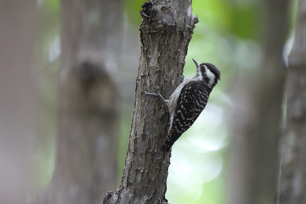 pelatuk kerdil sunda