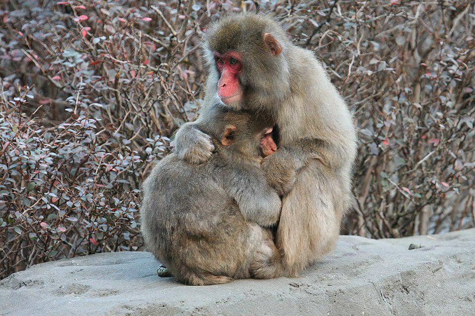 kebersamaan induk dan anak makaka jepang