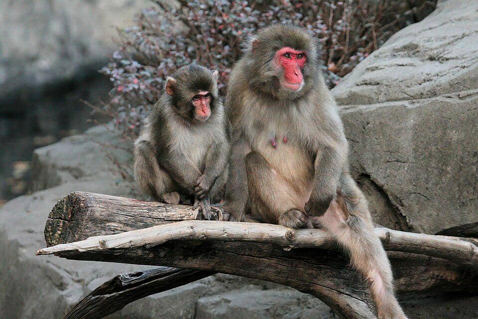 induk makaka jepang dan anaknya
