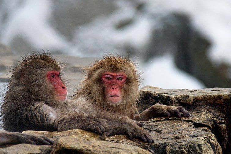 makaka jepang sedang berendam