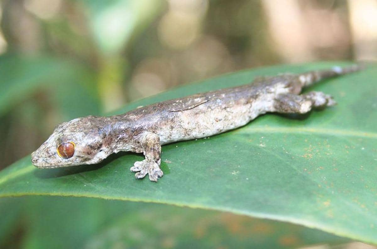 cecak jari telanjang