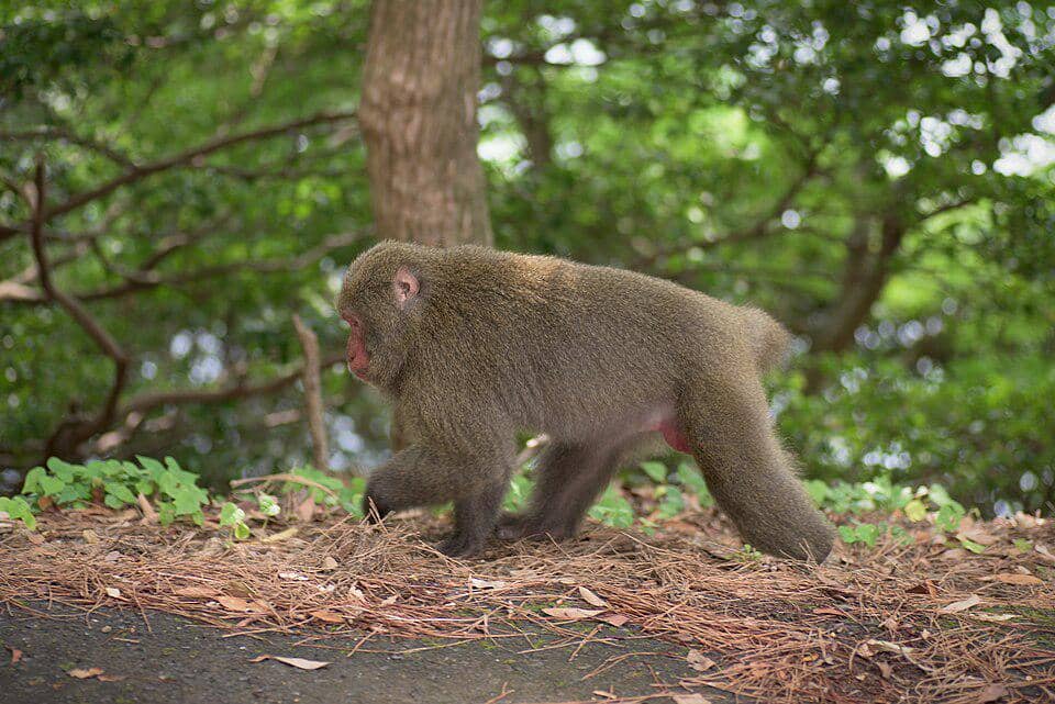 potret makaka jepang di Yakushima
