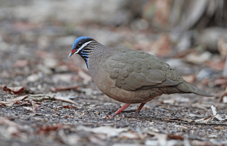 burung blue headed quail dove