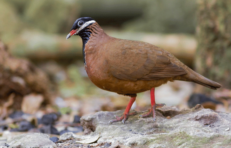 burung blue headed quail dove