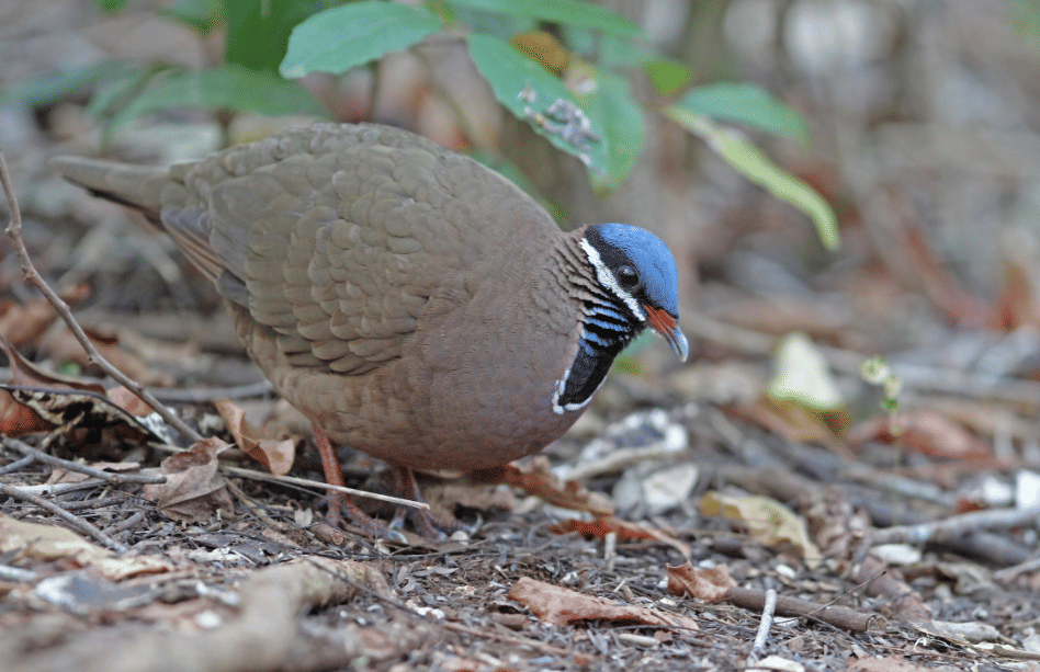 burung blue headed quail dove 