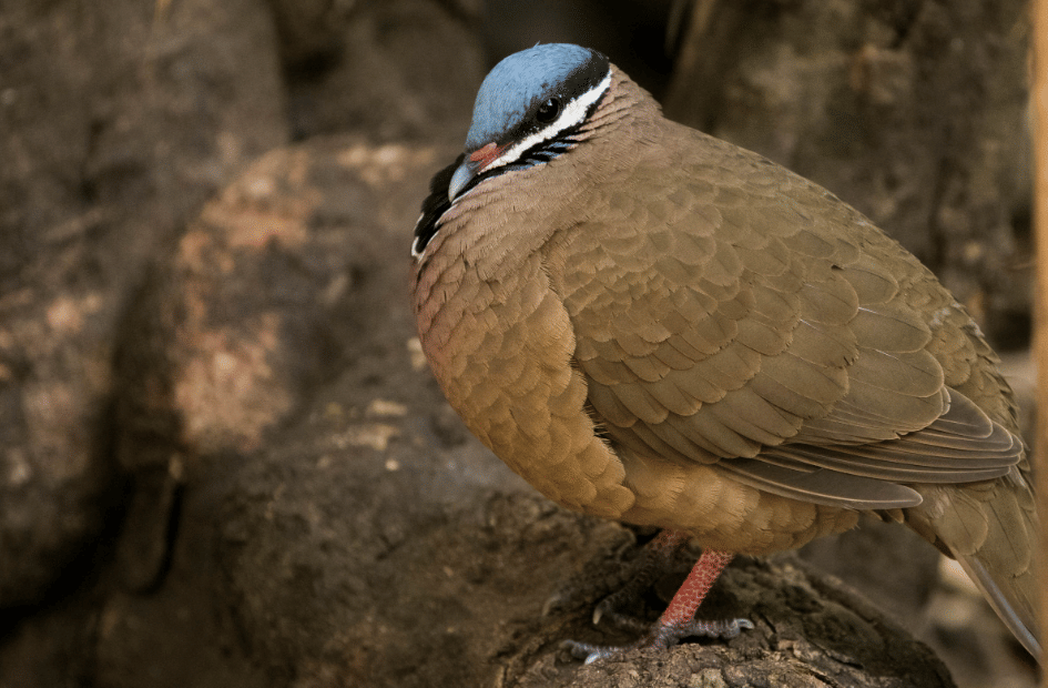 burung blue headed quail dove