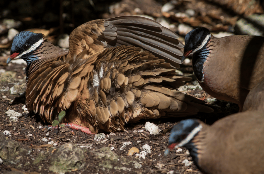 burung blue headed quail dove