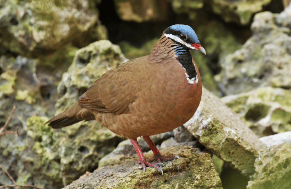 5 Fakta Blue Headed Quail Dove, Merpati Kepala Biru Eksotis Asal Karibia